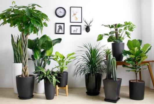 重慶植物租賃公司告訴你家庭室內(nèi)養(yǎng)哪些綠植