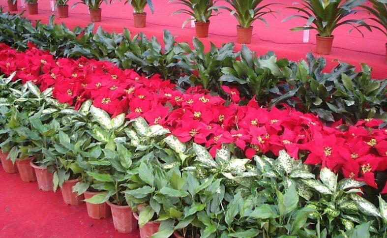 會(huì)場(chǎng)花卉擺放原則.jpg