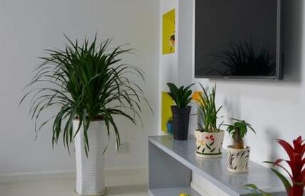 室內植物租擺.jpg