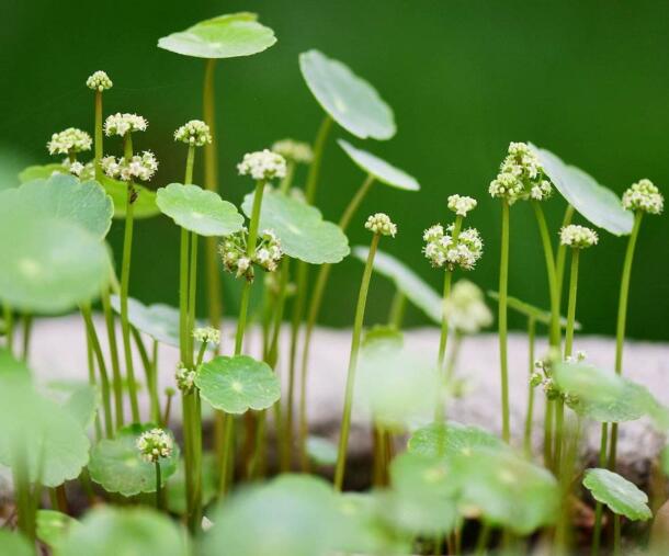 銅錢草開花.jpg