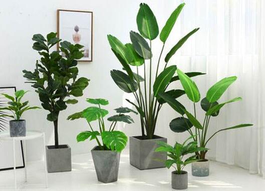 植物租賃.jpg
