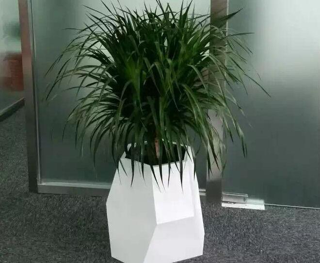 重慶植物租賃.jpg