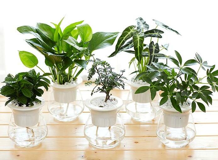 室內(nèi)植物.jpg