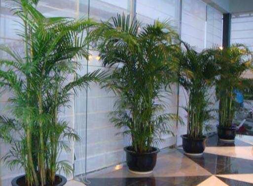 室內(nèi)植物租賃.jpg