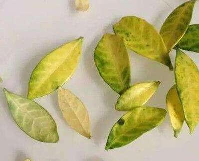 植物黃葉.jpg