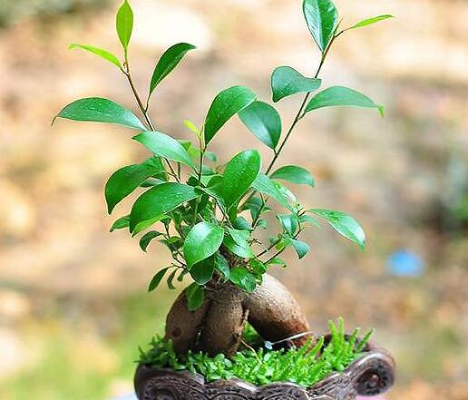 植物租賃.jpg