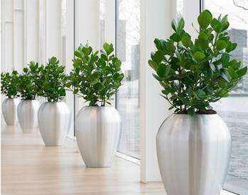 綠植租賃.jpg