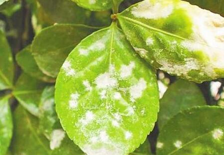 植物租賃.jpg